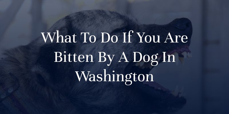 What To Do If You Are Bitten By A Dog In Washington