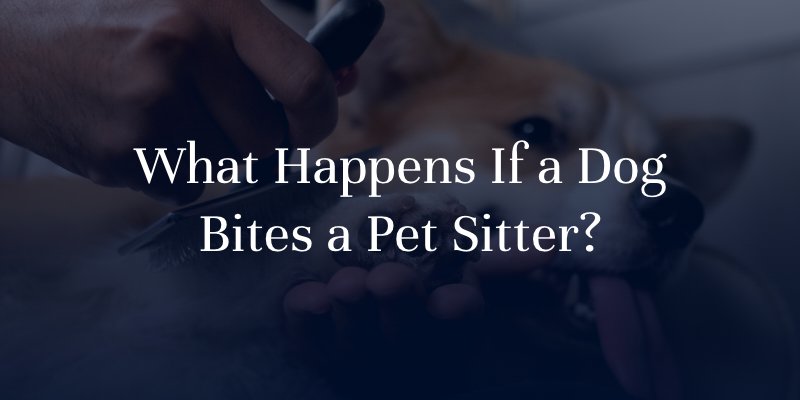 What Happens If a Dog Bites a Pet Sitter?