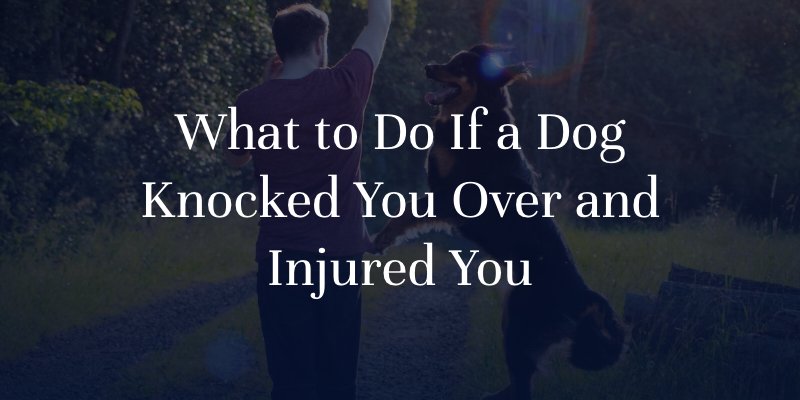 What to Do If a Dog Knocked You Over and Injured You