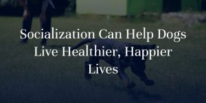 Socialization Can Help Dogs Live Healthier, Happier Lives