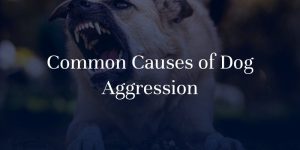 Common Causes of Dog Aggression