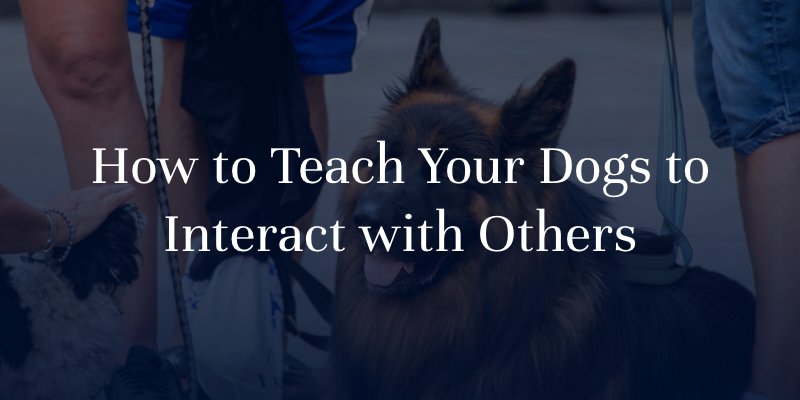 How to Teach Your Dogs to Interact with Others