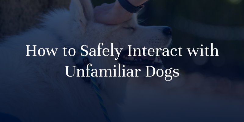 How to Safely Interact with Unfamiliar Dogs
