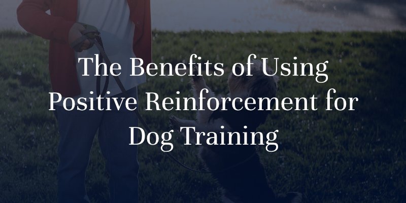 The Benefits of Using Positive Reinforcement for Dog Training