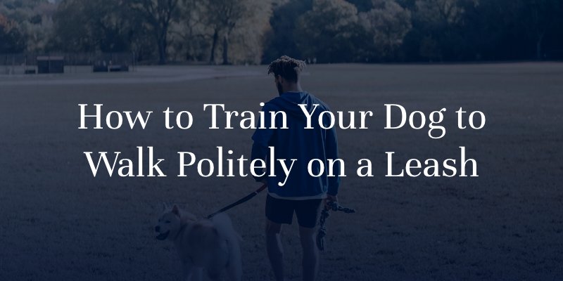 How to Train Your Dog to Walk Politely on a Leash