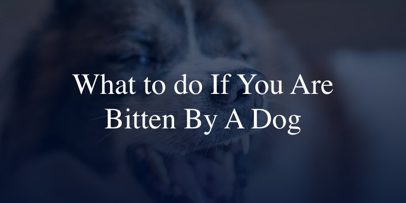 What To Do If You Are Bitten By A Dog