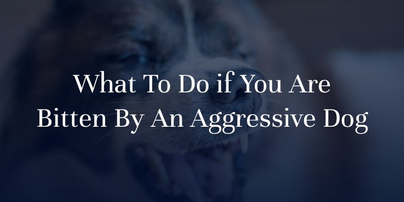 What To Do If You Are Bitten By An Aggressive Dog