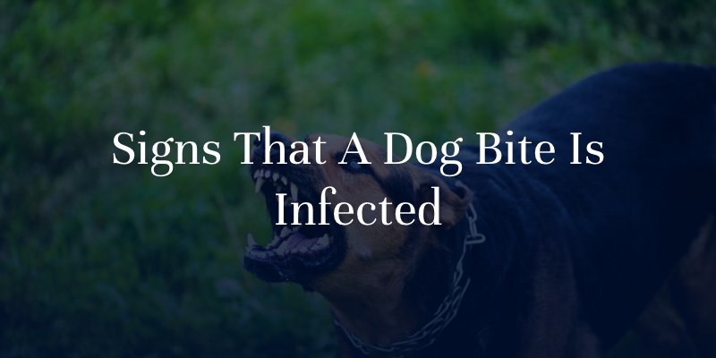 Signs That A Dog Bite Is Infected