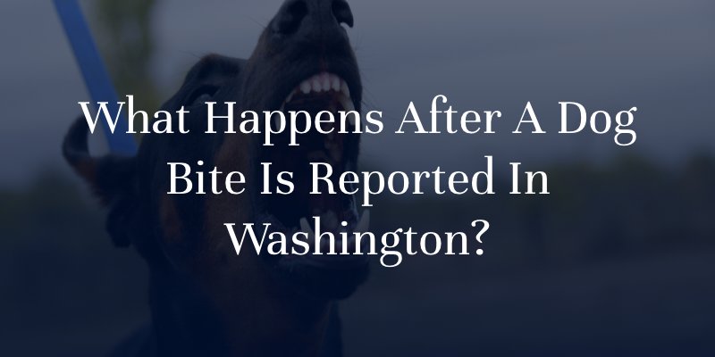What Happens After A Dog Bite Is Reported In Washington?