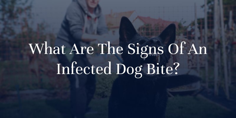 What Are The Signs of An Infected Dog Bite?