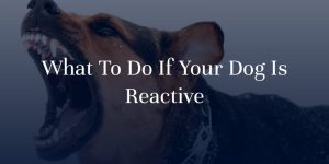what to do if your dog is reactive