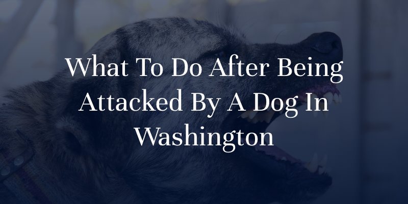 What To Do After Being Attacked By A Dog In Washington