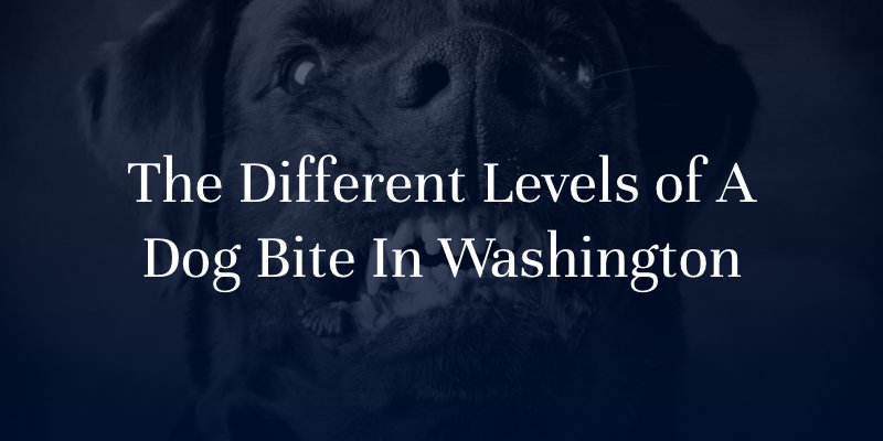 The Different Levels of a Dog Bite In Washington