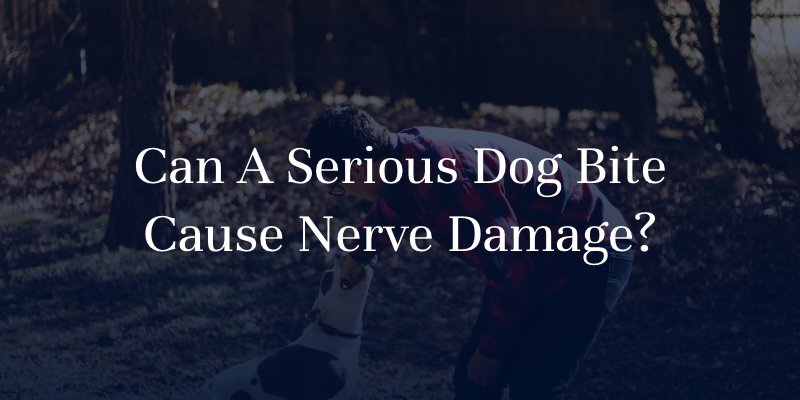 Can A Serious Dog Bite Cause Nerve Damage?