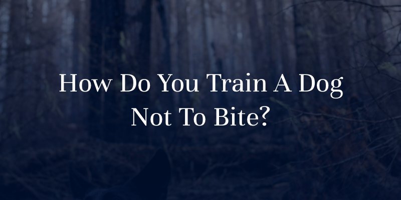 How Do You Train A Dog Not To Bite?